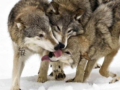 娱乐吃瓜酱狼性,揭秘娱乐圈背后的真实故事